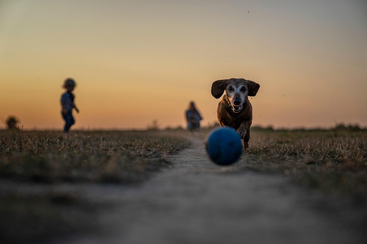 Urlaub für Körper und Pfoten: Wellness- und Entspannungstipps für Hundebesitzer am Gardasee